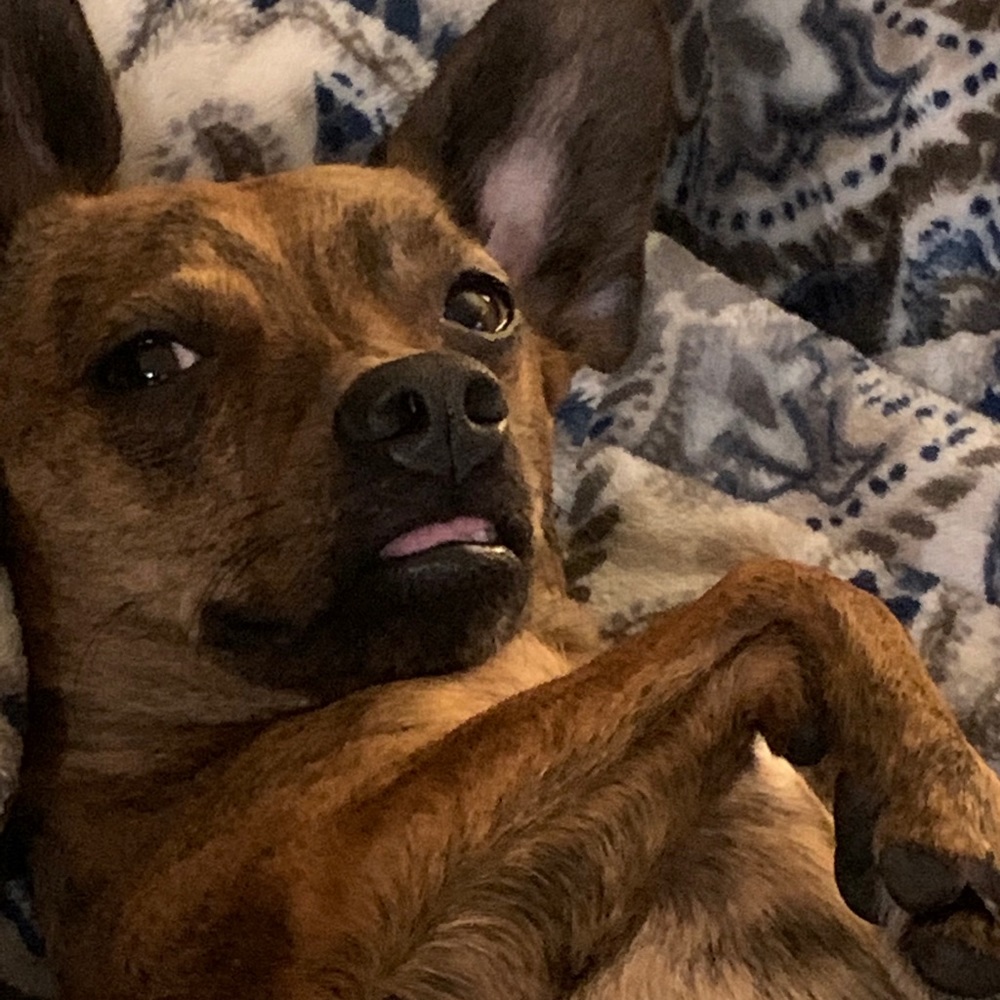 Meet your Posher, Trevor